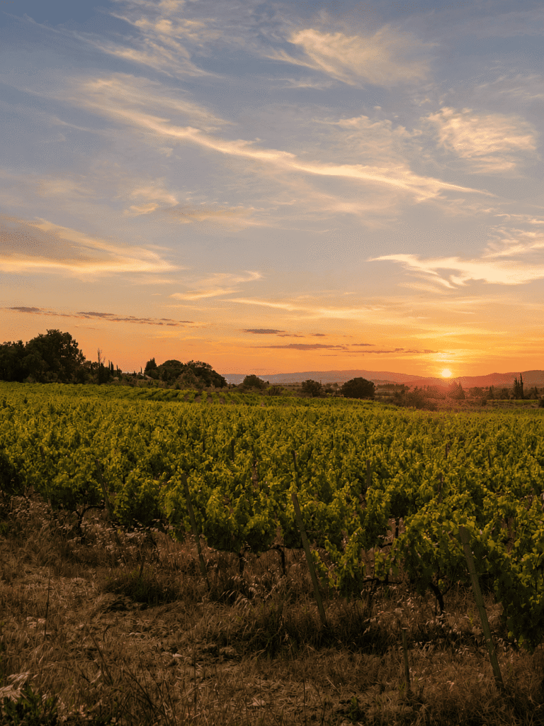 COucher de soleil avec les vignes au premier plan