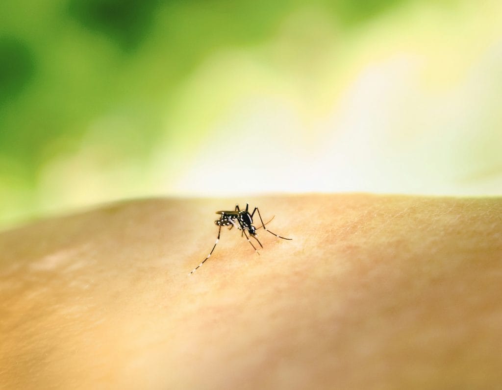 un moustique sur la peau