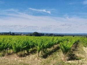 les vignes autour de Suze-la-Rousse